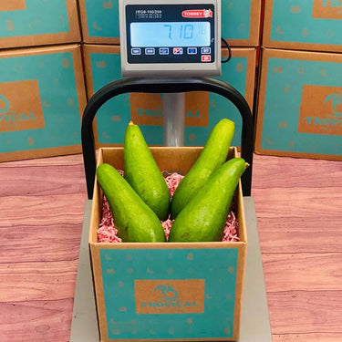 Russell Long Neck Avocado Box Avocados Tropical Fruit Box